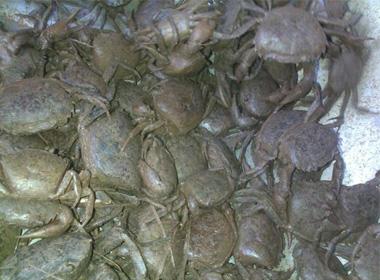 Những con cua dính đầy bùn được người bán quảng cáo là cua móc ngoài đồng. Ảnh: Minh Thư