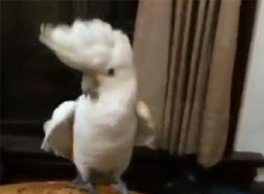 Điệu nhảy của chú vẹt này đang gây bão trên mạng