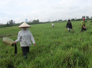 Nhiều ngày nay, cánh đồng ở xã Cổ Nhuế ngày nào cũng tấp nập người đi bắt đỉa