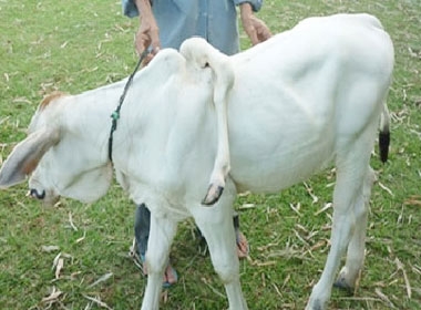 Dù có 5 chân nhưng nó vẫn di chuyển khá lanh lẹ, ăn uống rất khỏe và bình thường.