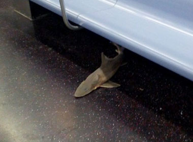 Tìm thấy cá mập trên tàu điện ngầm ở Mỹ