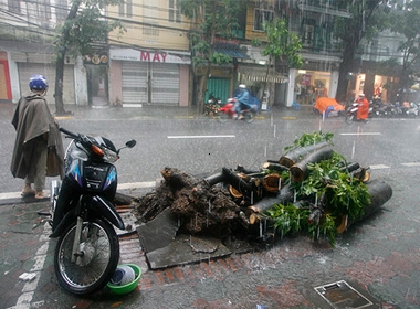 Cây đổ được cưa làm nhiều khúc