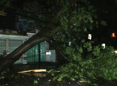 Nhiều cây xanh bị gió quật ngã