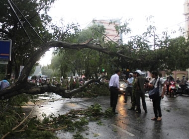 Hiện trường cây Lim bật gốc, ngã đổ xuống đường