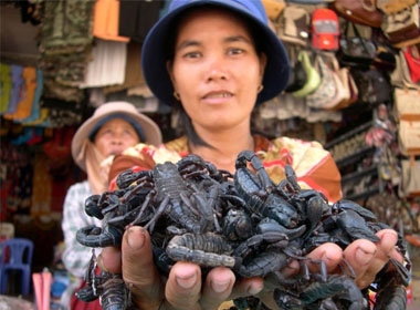 Chị Năm, ở Tịnh Biên-An Giang, đang bắt hàng chục con bọ cạp trên hai bàn tay trần mà không hề sợ bi loài côn trùng dữ này tấn công, nơi chị bán hàng là chợ cửa khẩu Quốc tế Tịnh Biên – An Giang