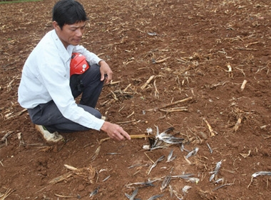 Lông ngỗng vương vãi trong vườn nhà dân, dấu tích để lại của 