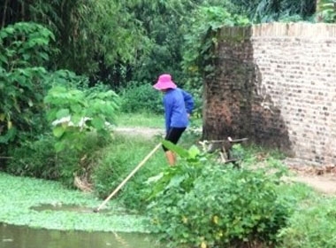 Một người dân đang vớt bèo về nuôi lợn - hạnh phúc giản gị mà 10 năm liền người dân xóm Đầu mới lại có được