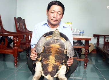 Con rùa bò vào nhà bà Năm ở Yên Thành, Nghệ An lúc nửa đêm