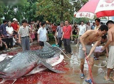Cá khổng lồ ăn thịt người bị người dân bắt được. 