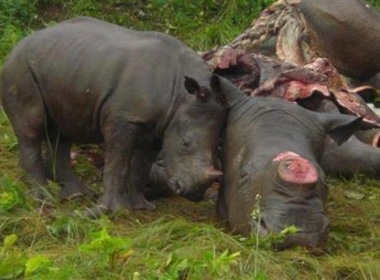 Tê giác con không chịu rời xác mẹ bị những kẻ săn trộm hạ sát. Ảnh: Waterbergrhino.com.