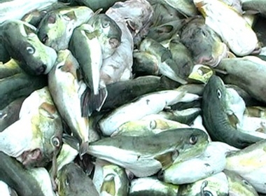7 người ngộ độc vì ăn cá nóc. (Ảnh minh họa)