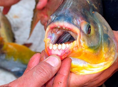 Cá Pacu với hàm răng sắc nhọn