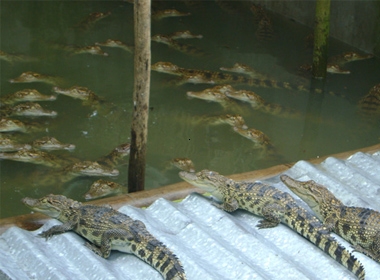 Cá sấu được nuôi ở Đồng Tháp