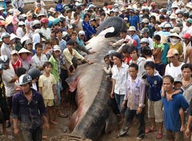 Đông đảo nhân dân đã đến xem con cá voi khổng lồ được kéo vào cửa biển