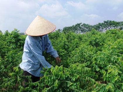 Rất khó phân biệt đâu là rau sạch, rau nhiễm thuốc bảo vệ thực vật.