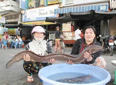 Con cá chình nặng hơn 8,5 kg do ông Nguyễn Văn Lắm cào được trên tuyến Kênh Xáng vào sáng 13/1.