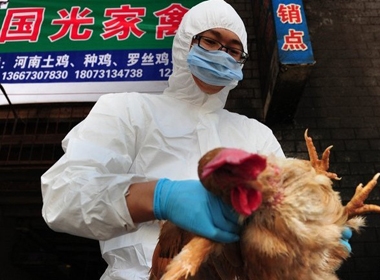 Dịch cúm H7N9 đang có dấu hiệu quay trở lại