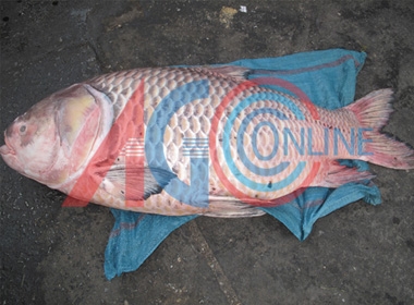 Con cá hô đỏ được mang đi bán lại cho một thương lái ở TP HCM giá 1.200.000 đồng