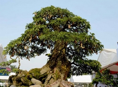 Bonsai cổ thụ 'Xuân thắm tình quê' giá 1,2 tỉ đồng tại chợ hoa tết Phú Mỹ Hưng 