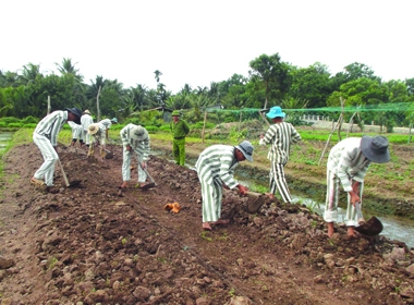 Tất bật lao động chờ đón mùa sang