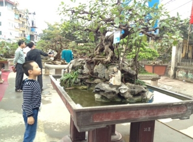 Tại triển lãm lần này, một số cây mẫu tử thuộc dòng cây truyền thống của làng Triều Khúc, nổi tiếng khắp cả nước, trị giá hàng tỷ đồng.