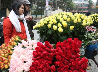 Hoa hồng Đà Lạt được giá mùa Valentine năm nay