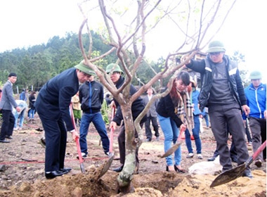 Các đoàn viên trồng mai trong khuôn viên khu mộ Đại tướng ở Vũng Chùa - Đảo Yến. 