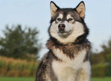 Con chó Alaskan Malamute