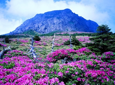 Hoa đỗ quyên nở rực rỡ trên những sườn núi. Ảnh: Dulichhanquoc.