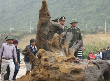 Ông Hùng “mía” luôn theo sát gốc gỗ sưa cùng người của cơ quan chức năng, trong lúc đó người dân không được đến gần