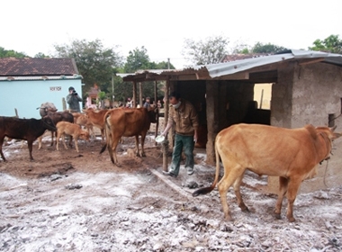 Đàn bò bị nhiễm bệnh lở mồm long móng tại bản Khe Đá, thị trấn Lao Bảo, huyện Hướng Hóa. 