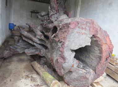 Gốc gỗ huê được tìm thấy ở ngầm bến Troóc, xã Phúc Trạch, huyện Bố Trạch.