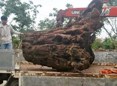 Gốc sưa mộc vàng chuẩn bị đưa đi cân