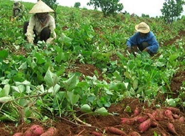 Thương lái Trung Quốc ồ ạt mua lá khoai lang với mục đích lừa đảo người Việt Nam?