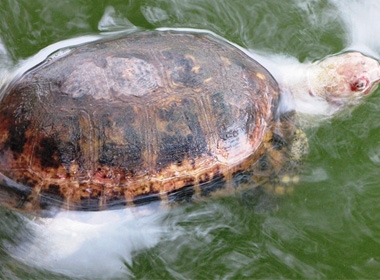 Cá thể rùa chết nổi có mai đốm vàng, đen, da bụng màu trắng, mắt đỏ, nặng khoảng 2kg, rất có thể do chết đã lâu nên một số đặc điểm của rùa này đã bị biến dạng
