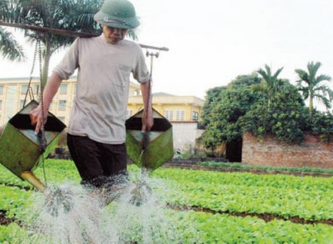 Trồng rau luôn phải tưới nước hàng ngày để kích thích rau phát triển nhanh