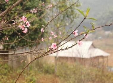 Nhờ khí hậu lạnh quanh năm, hoa đào nở rực rỡ từ tháng 10 năm trước đến tận tháng 4 năm sau. Ảnh: Thanh Thu.