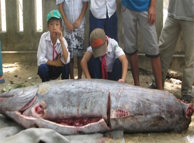 Ngư dân Phú Yên bắt được con cá lạ nặng hơn 200kg.