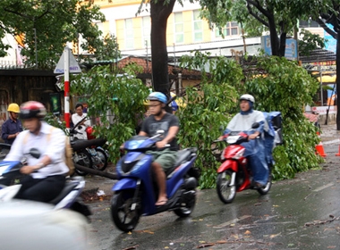 Đường Nguyễn Thái Bình (Tân Bình) hàng loạt cây xanh tét nhánh rơi xuống đường. Ảnh: An Nhơn.