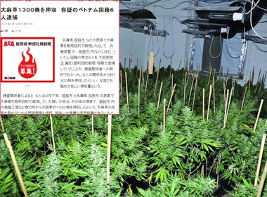 Bài viết trên nhật báo Asahi về 6 người Việt trồng Cần Sa