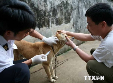 Tiêm vắcxin bệnh dại cho chó nuôi trong nhà. (Ảnh minh họa: Xuân Trường/ TTXVN)