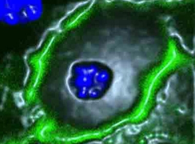 Phân tử GLUT8 ở màng ngoài tế bào gan