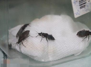 Bọ xít hút máu người phát tán khắp Hà Nội