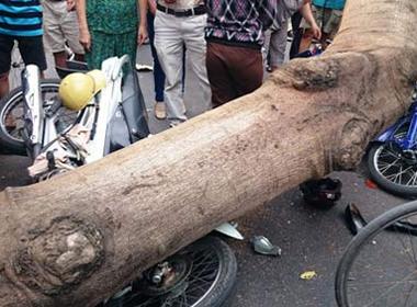 Thân cây phượng đè bẹp 2 xe máy.