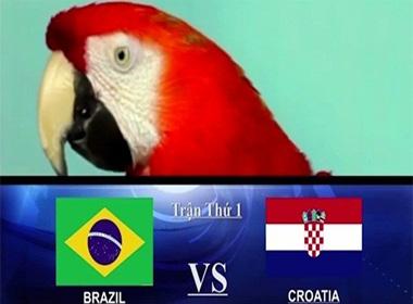 Chú vẹt Ruby đã gây ấn tượng khi dự đoán đúng kết quả trận mở màn World Cup.