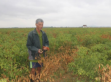  Người trồng ớt trắng tay vì công ty Trung Quốc bỏ chạy