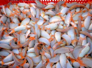 Loài cá này có giá trị thương phẩm cao, thường xuất khẩu sang Campuchia và Thái Lai.