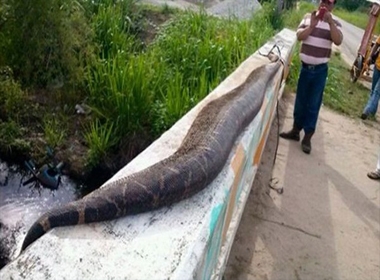 Con rắn khổng lồ bị nghi ngờ là nuốt và ăn thịt trẻ em 