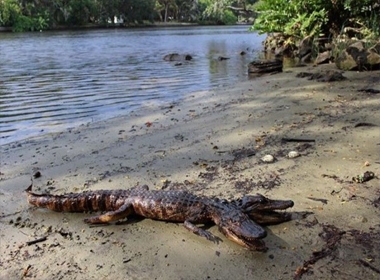 Bức ảnh con cá sấu hai đầu do anh Justin Arnold cung cấp.