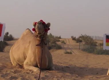 Chú lạc đà “tiên tri” nổi tiếng Shaheen ở Dubai 